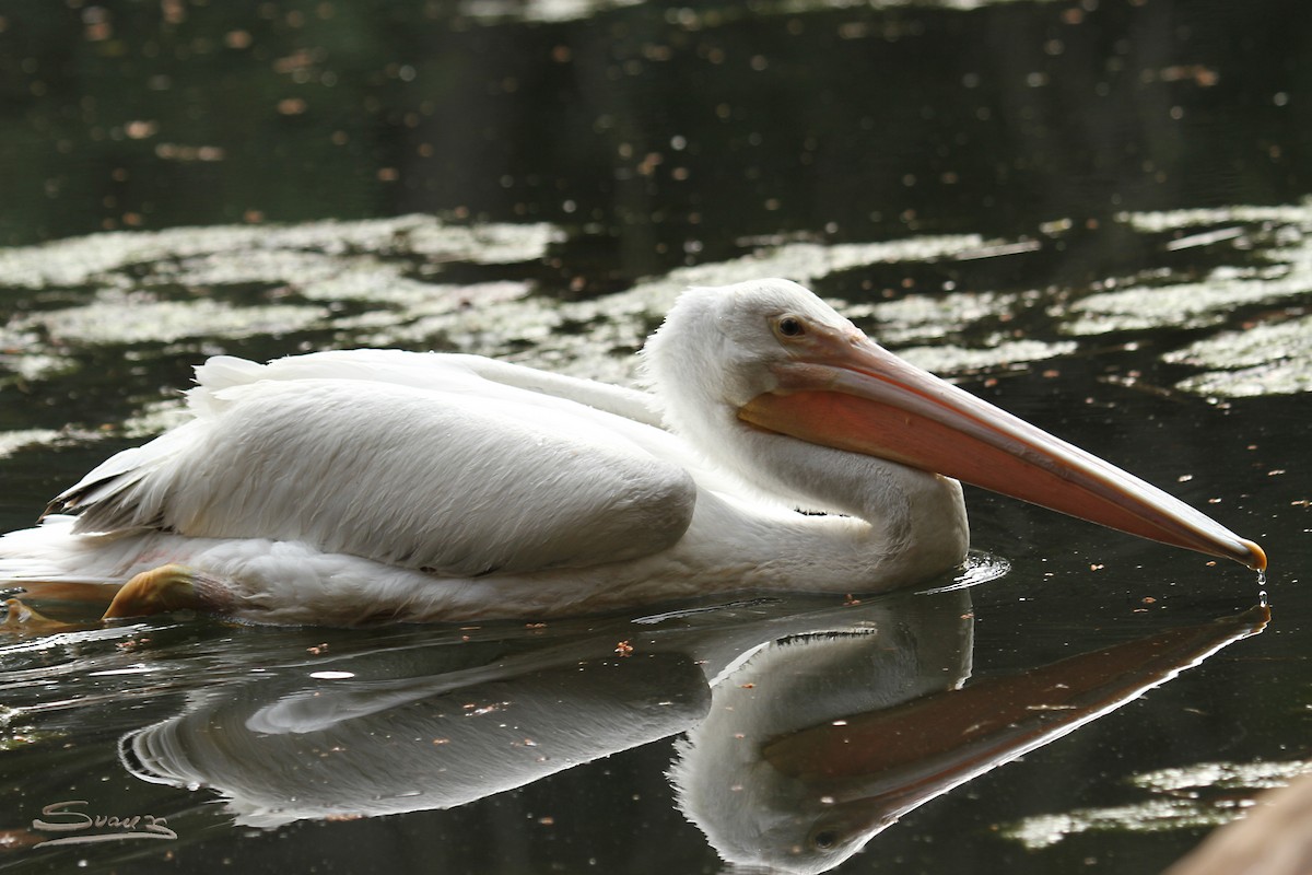 American White Pelican - Karen Suarez