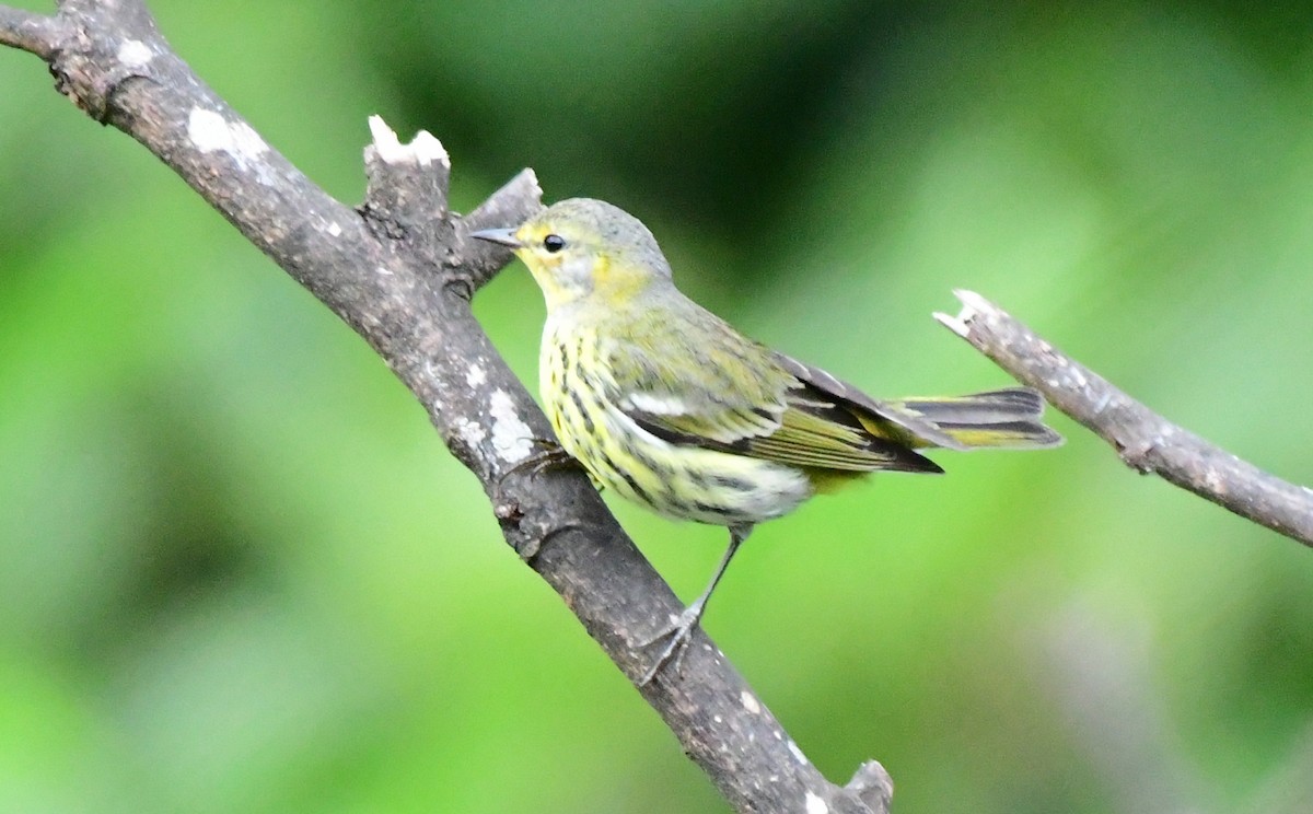 Cape May Warbler - ML88679441