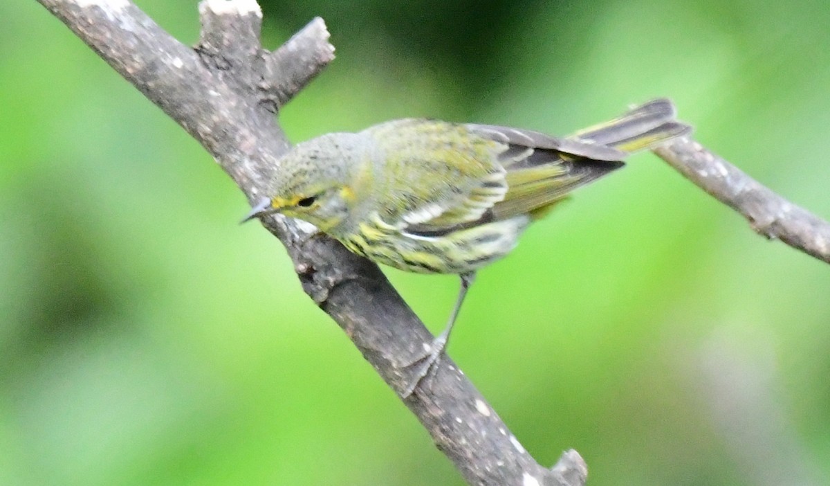 Cape May Warbler - ML88679451