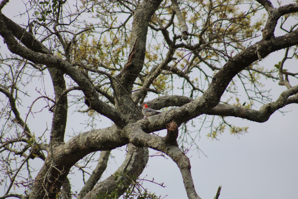 Red-bellied Woodpecker - ML88680121