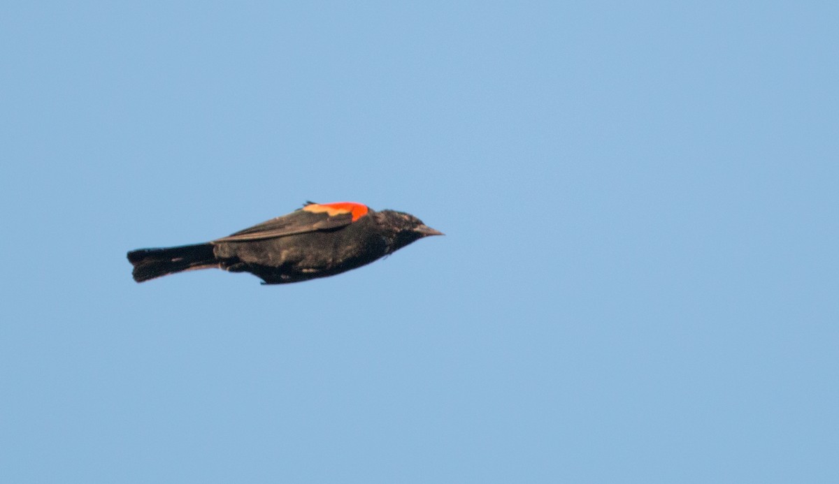 Red-winged Blackbird (Red-winged) - ML88680161