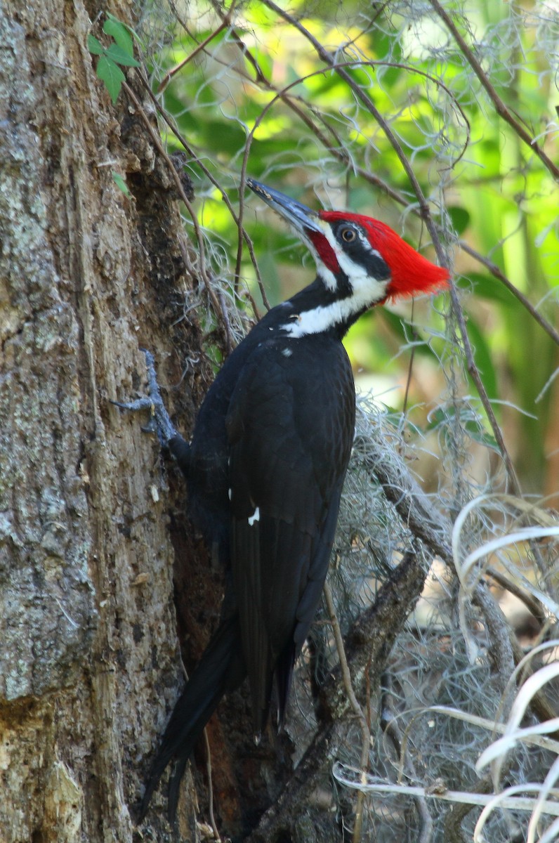 Pileated Woodpecker - Patrick J. Blake