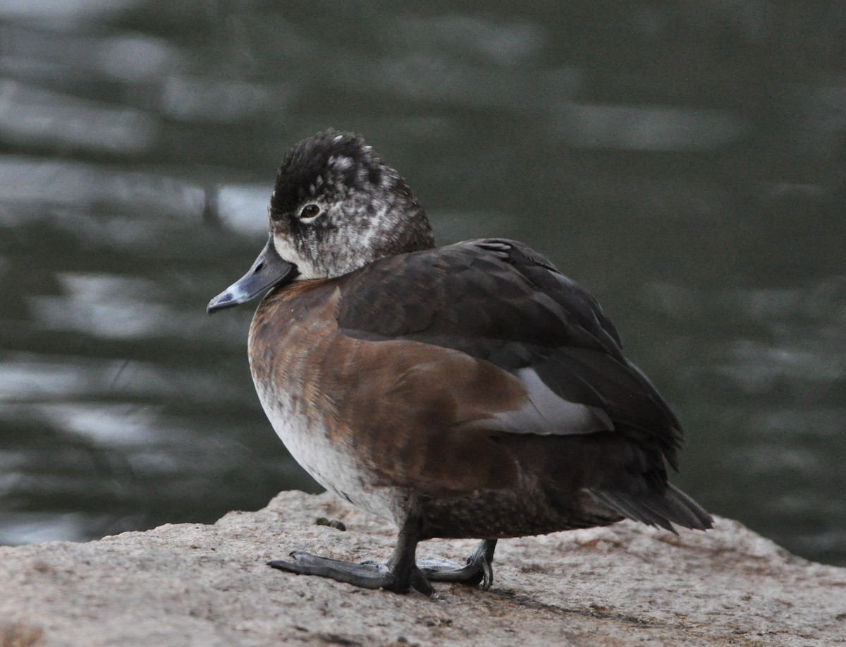 Ring-necked Duck - David Beaudette