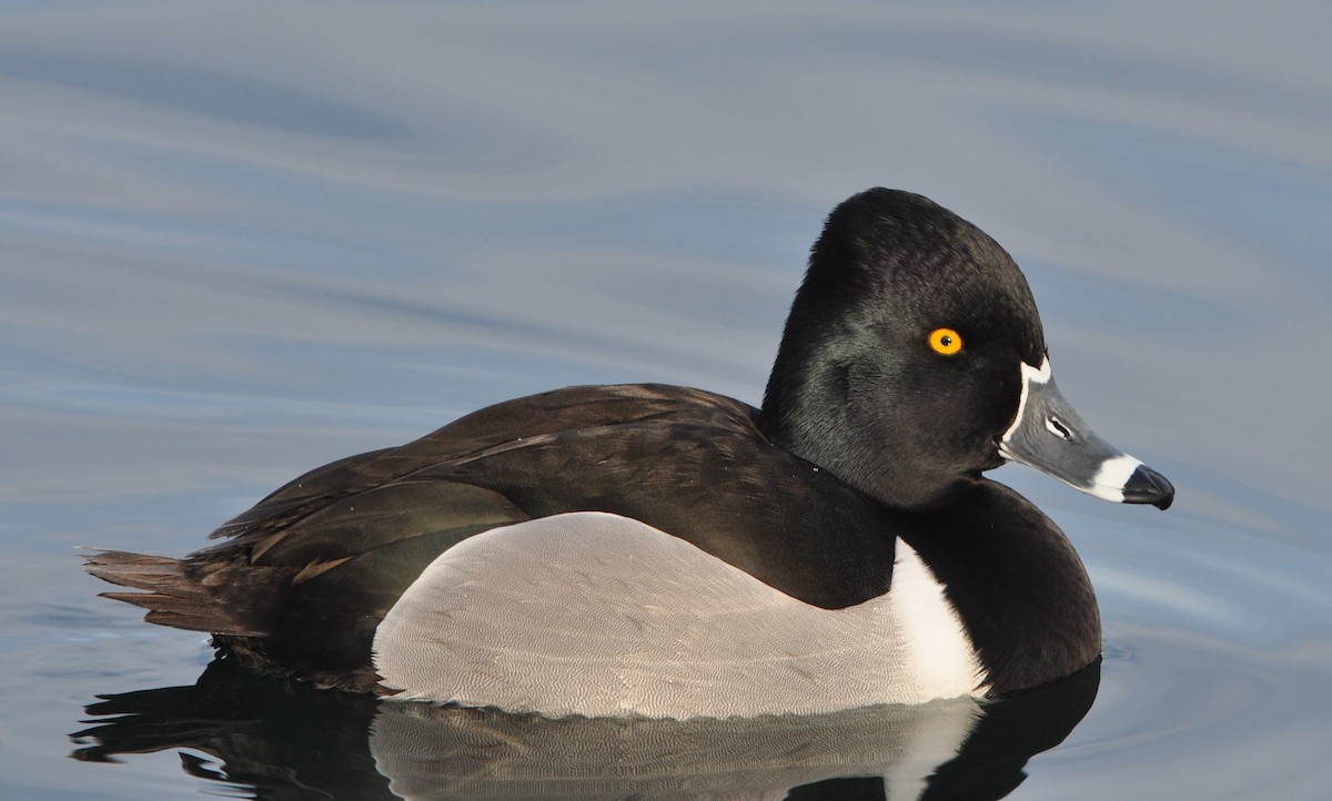 Ring-necked Duck - ML88683581