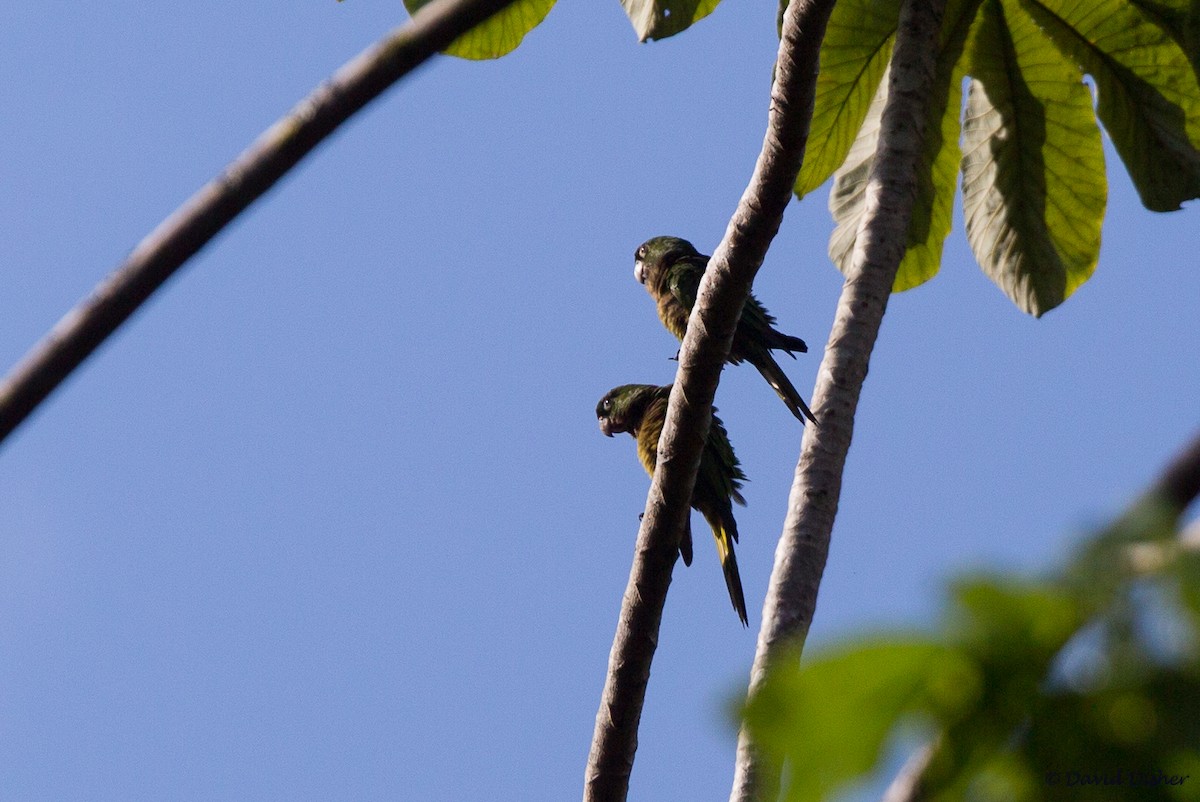 Olive-throated Parakeet (Jamaican) - ML88683801