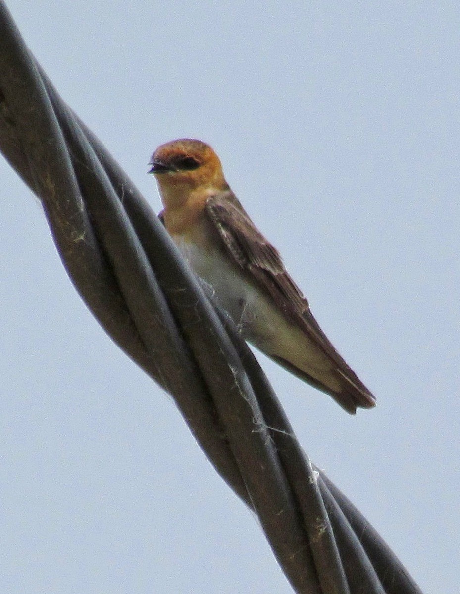 Tawny-headed Swallow - ML88685151