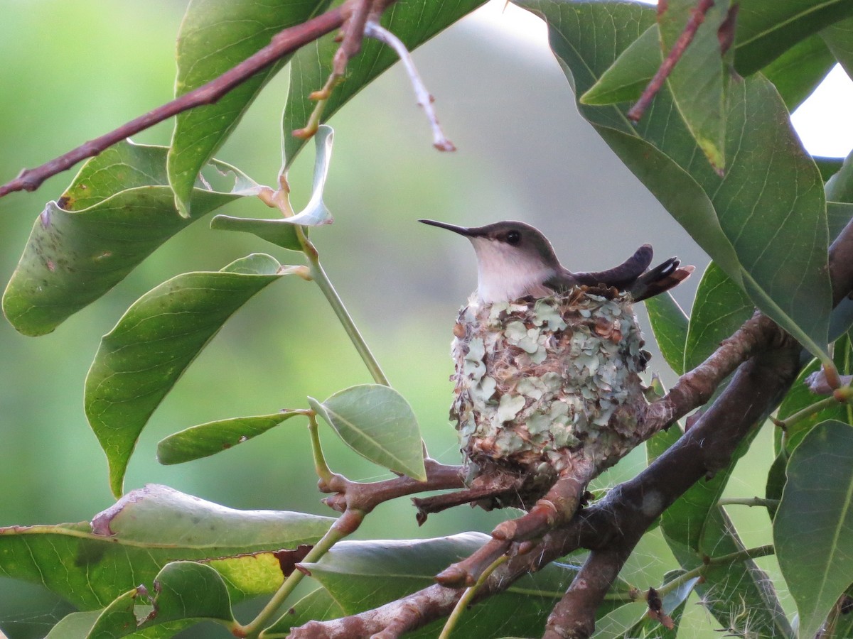 Vervain Hummingbird - Susan Disher