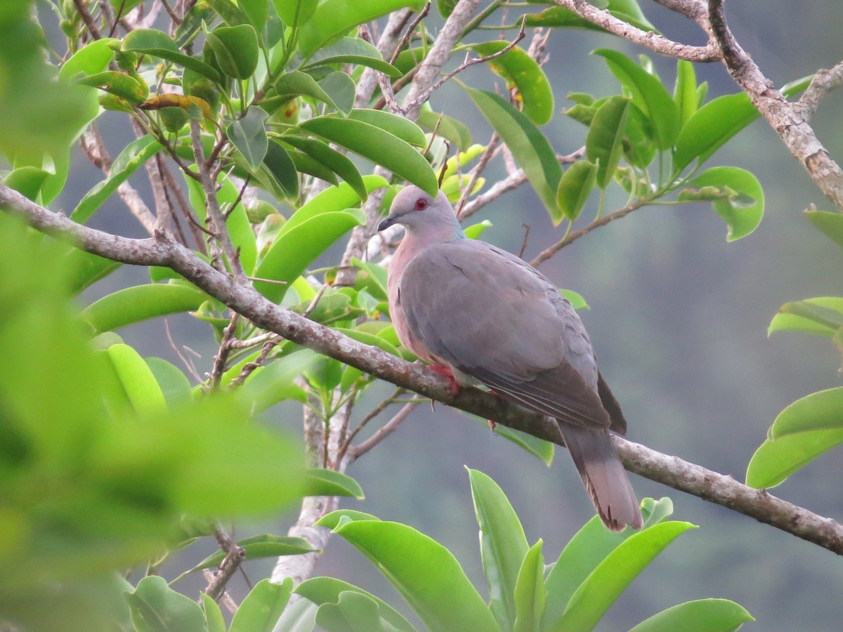 Ring-tailed Pigeon - ML88694181
