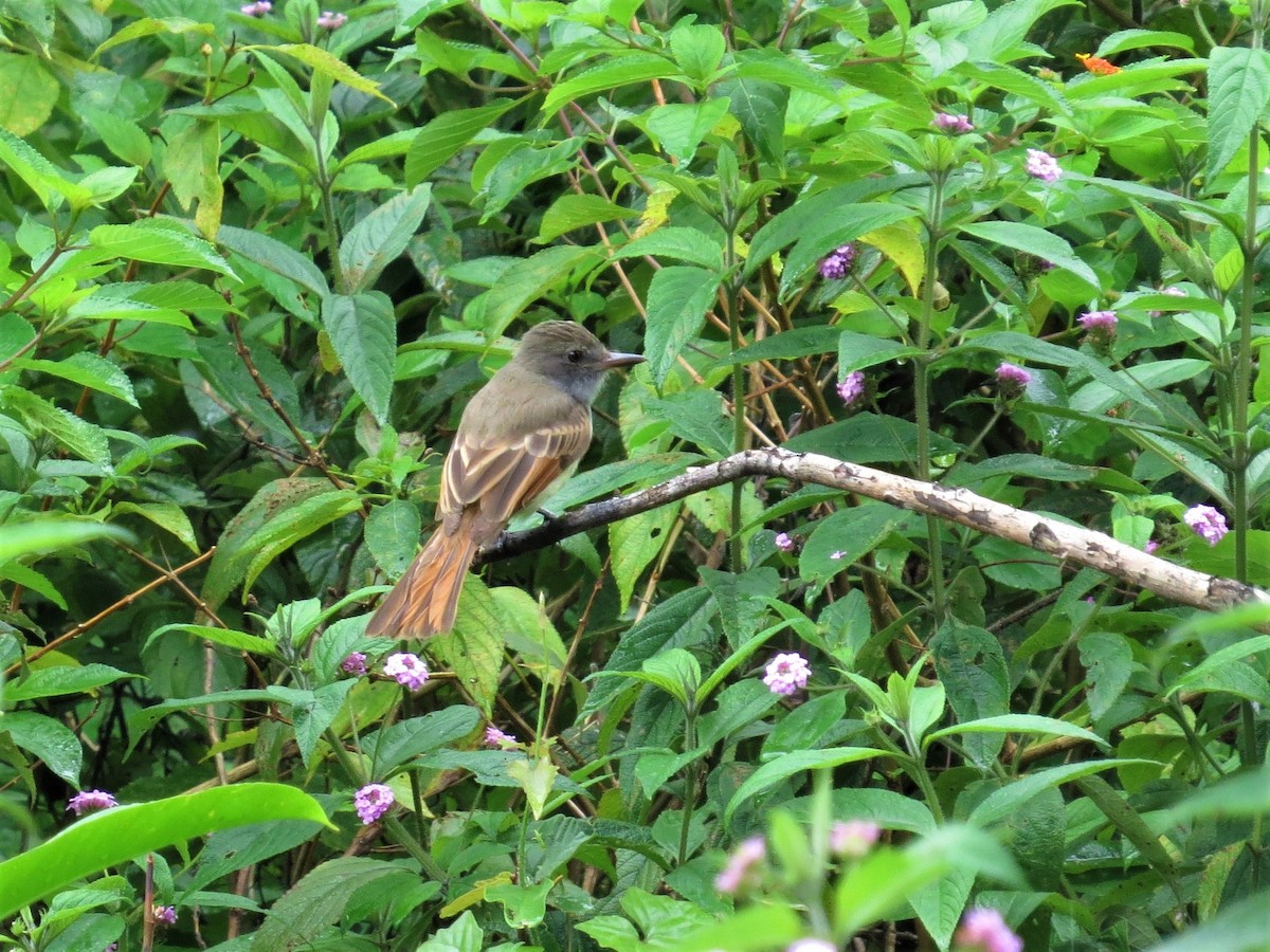 Rufous-tailed Flycatcher - ML88695191