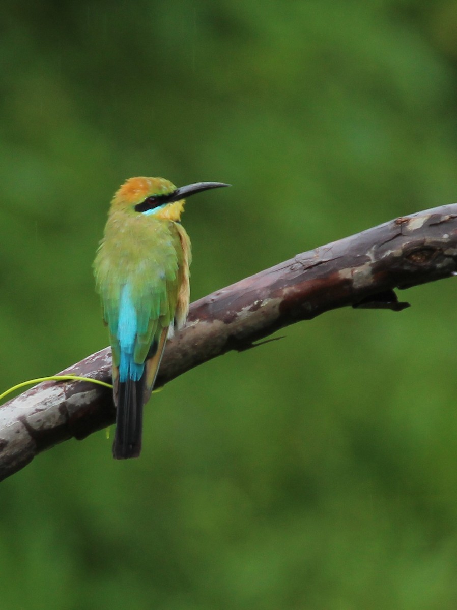 Rainbow Bee-eater - Mary Clarke