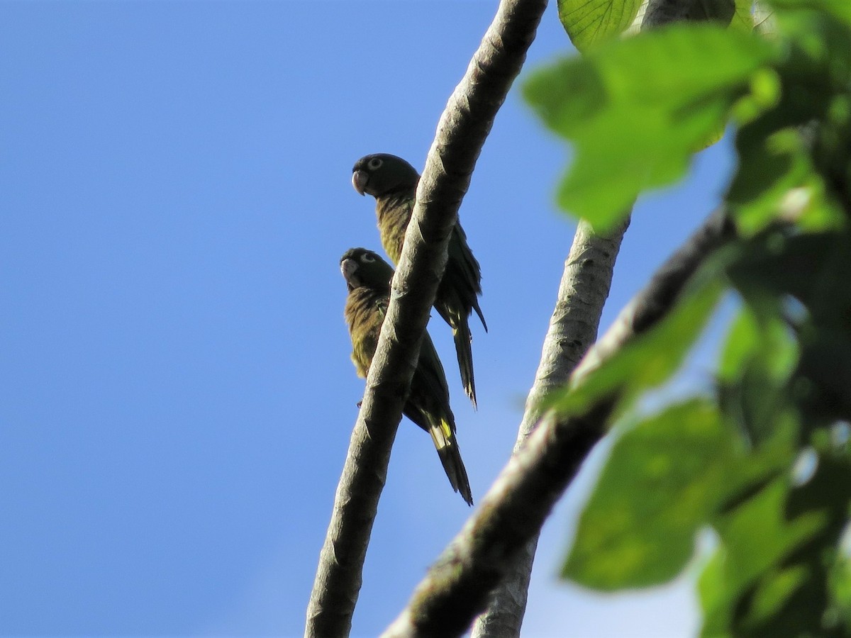 Olive-throated Parakeet (Jamaican) - ML88698301