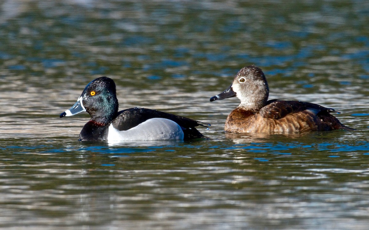 Ring-necked Duck - Jack & Holly Bartholmai