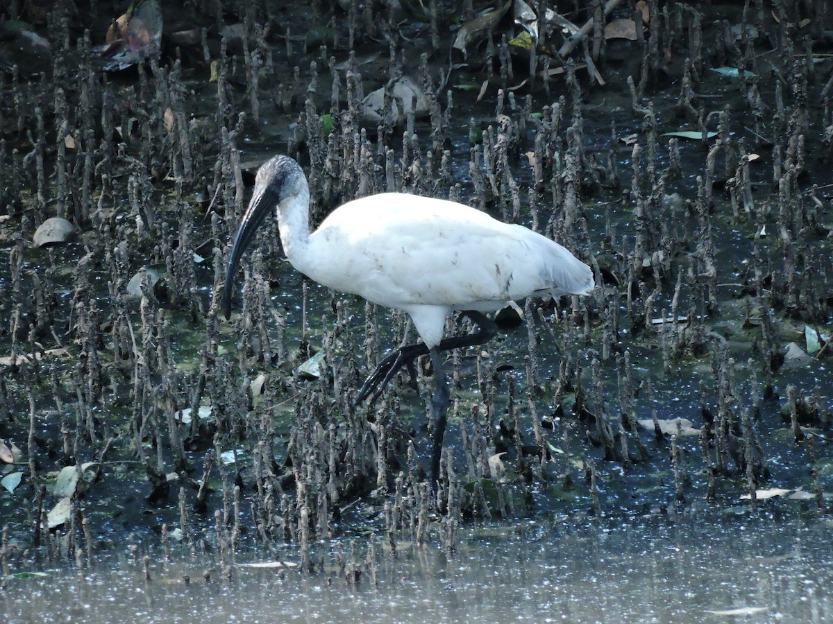ibis černohlavý - ML88699841