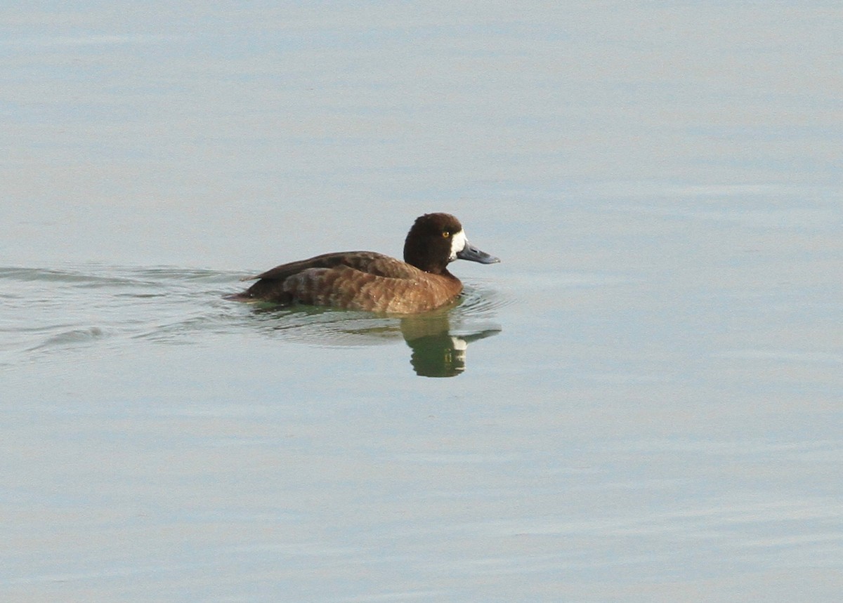 Greater Scaup - Adam Dudley