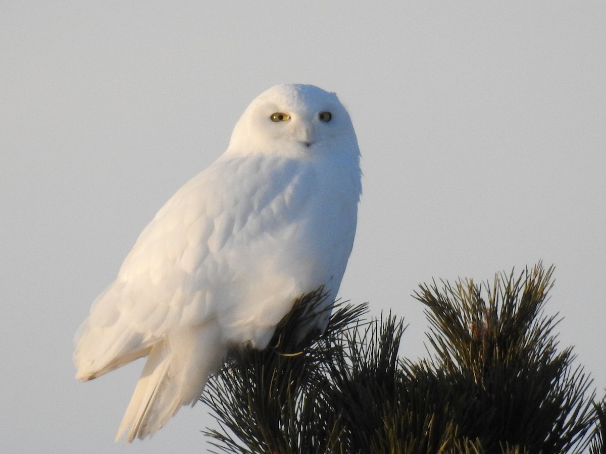 Snowy Owl - Jean W. Côté
