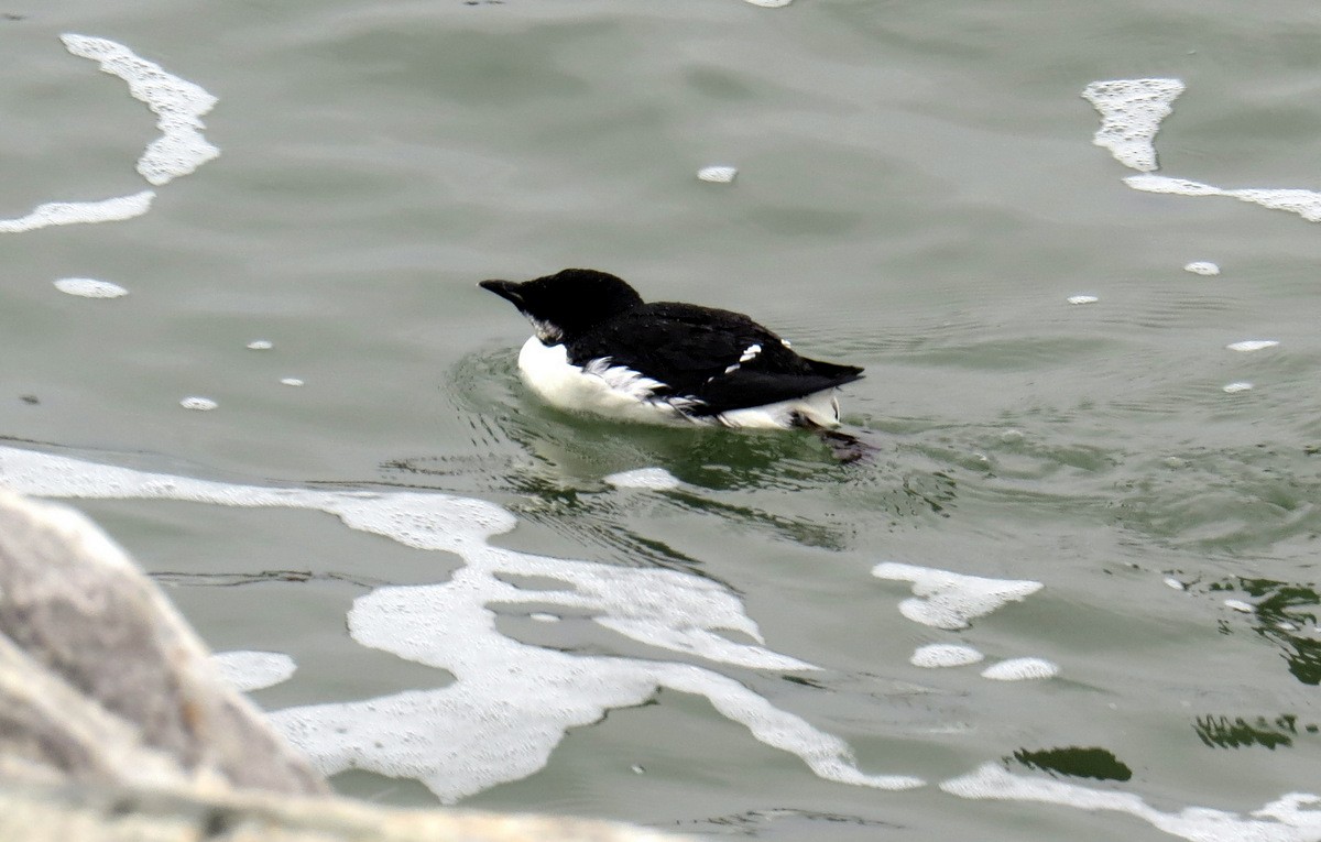 Thick-billed Murre - ML88701281