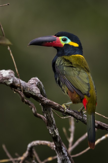 Guianan Toucanet Ebird