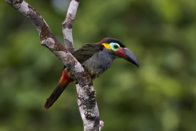 Ml Guianan Toucanet Macaulay Library