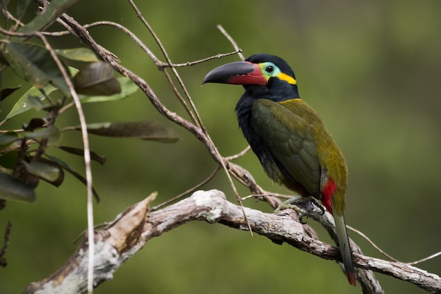 Guianan Toucanet Ebird