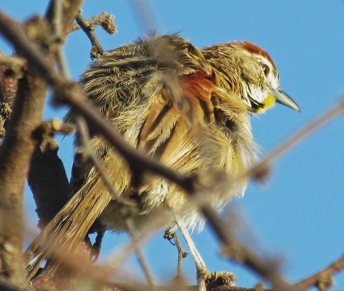 Chotoy Spinetail - ML88702311