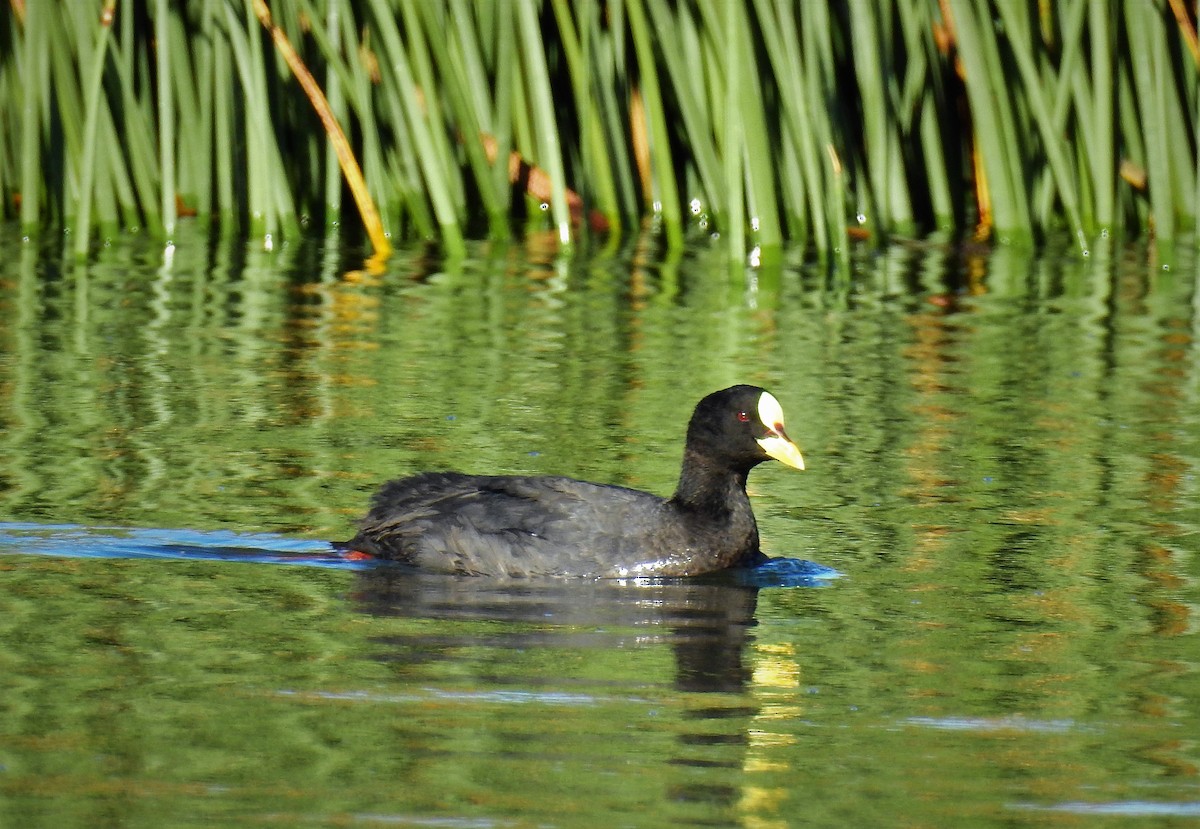 Red-gartered Coot - ML88703781