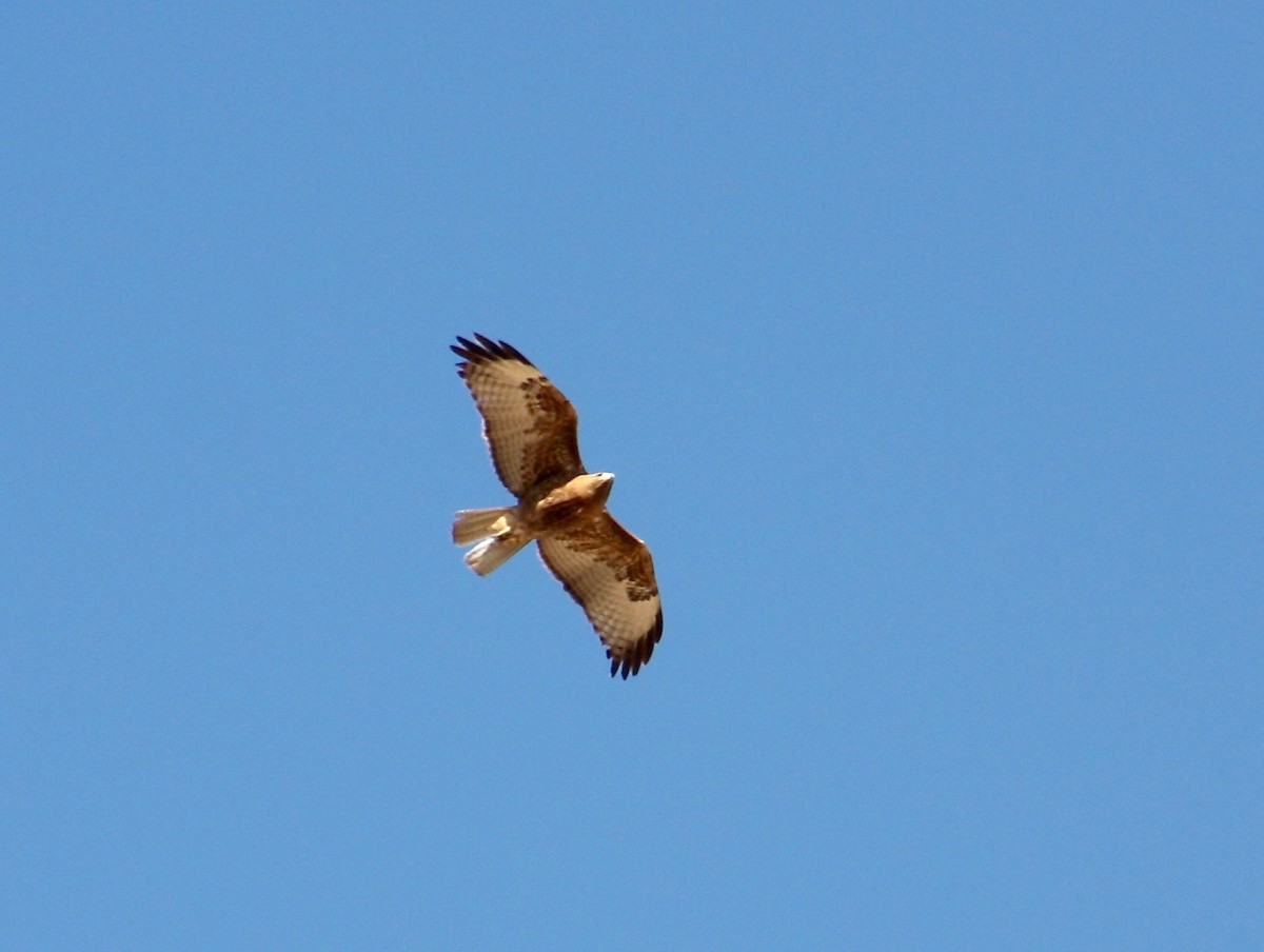 Red-tailed Hawk - Loyan Beausoleil
