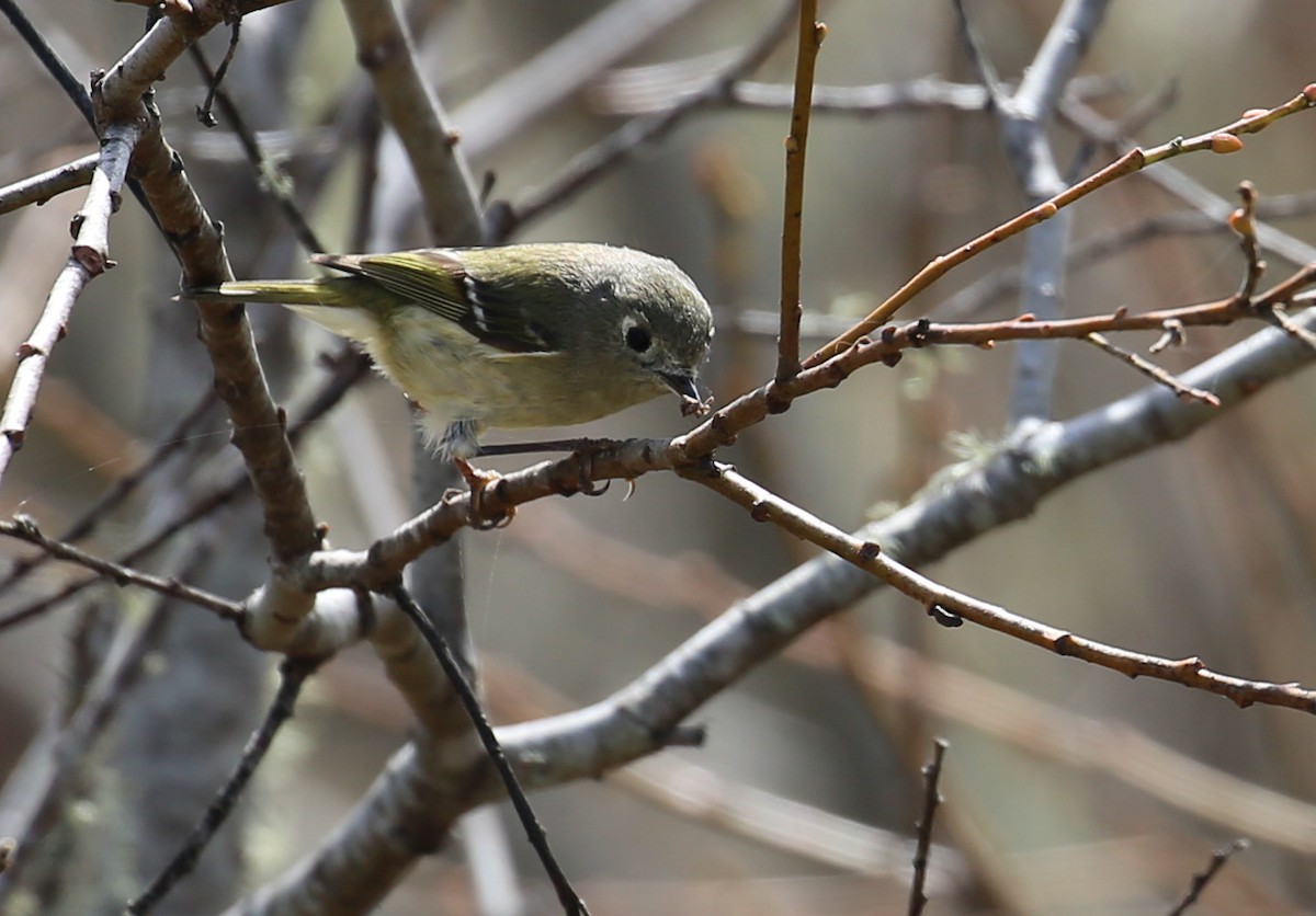 Ruby-crowned Kinglet - Keith Gress
