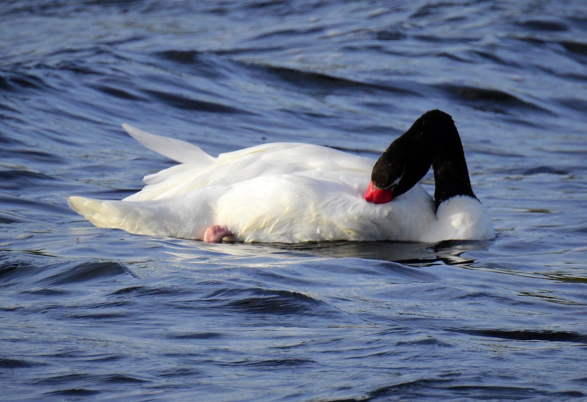 Black-necked Swan - ML88706051