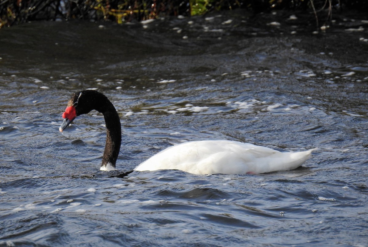 Black-necked Swan - ML88706061