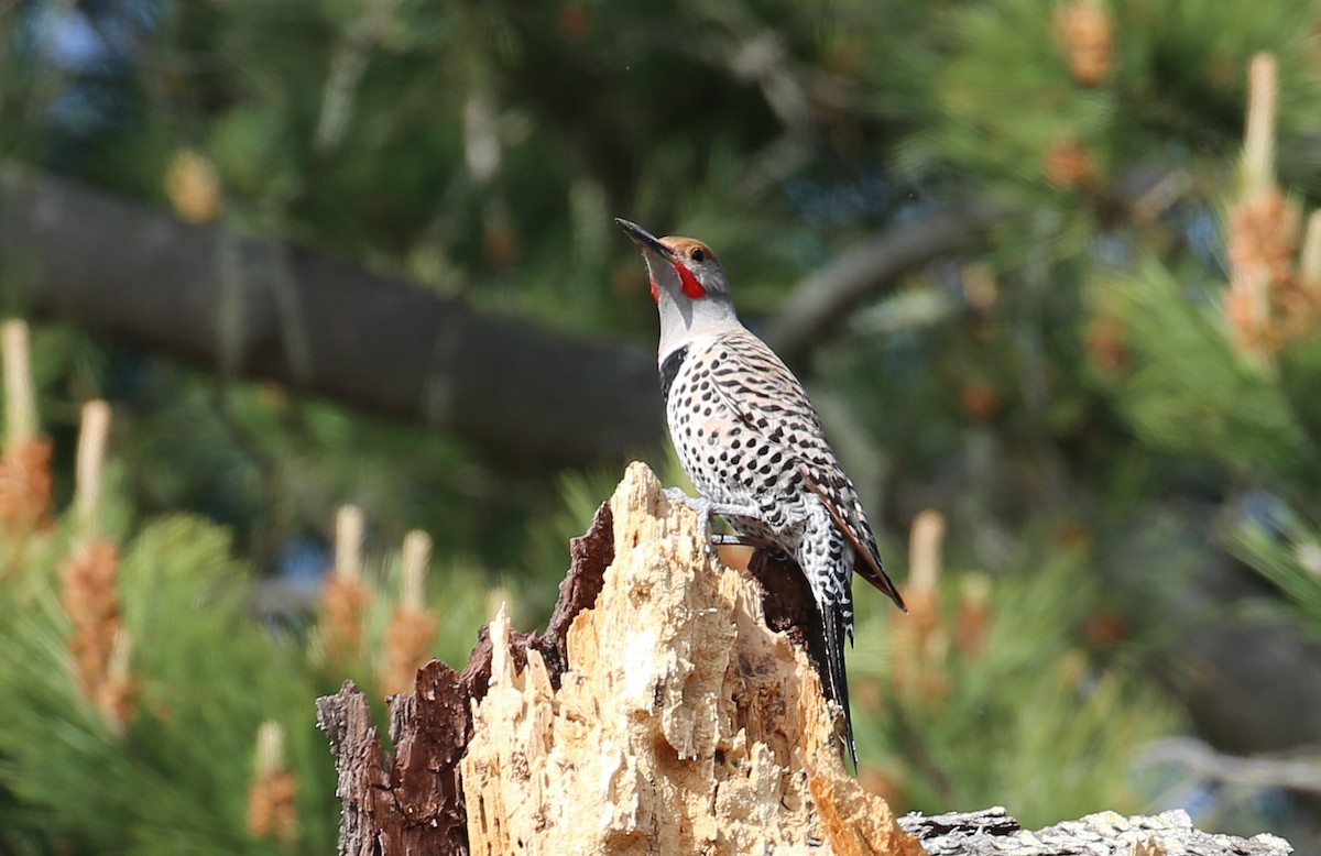 Northern Flicker (Red-shafted) - ML88706601