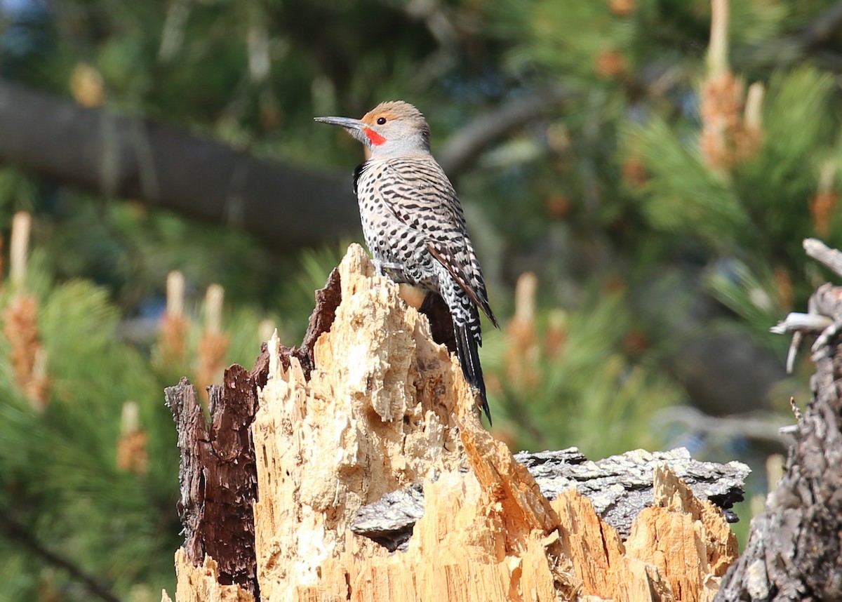 Northern Flicker (Red-shafted) - ML88706611