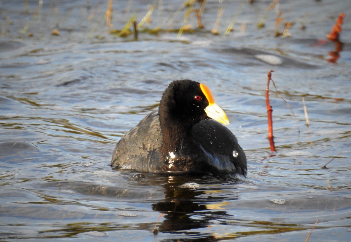 White-winged Coot - ML88707571