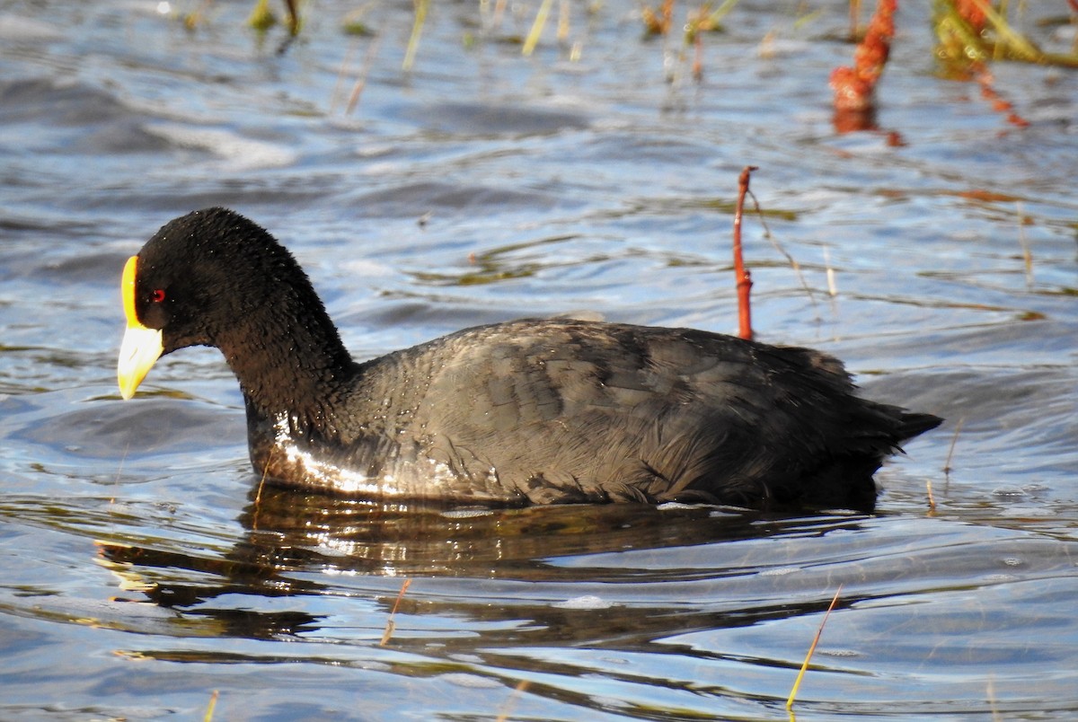 White-winged Coot - ML88707601
