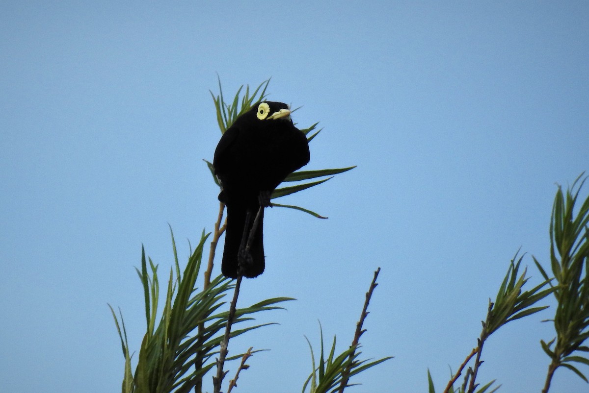 Spectacled Tyrant - ML88709311