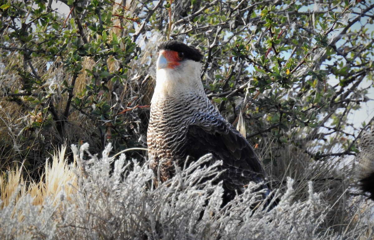 Crested Caracara (Southern) - ML88710691