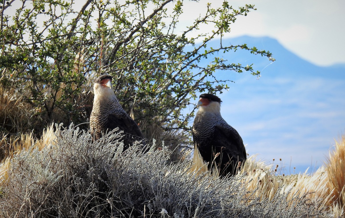 Crested Caracara (Southern) - ML88710731