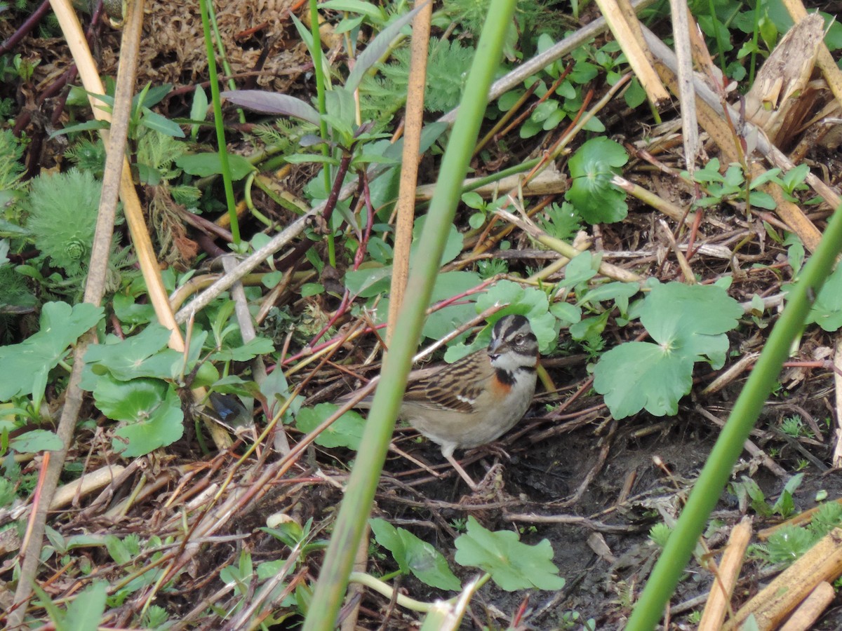 Rufous-collared Sparrow - ML88711351