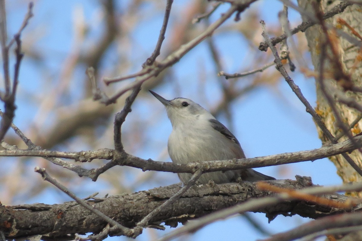 White-breasted Nuthatch (Interior West) - Bryant Olsen