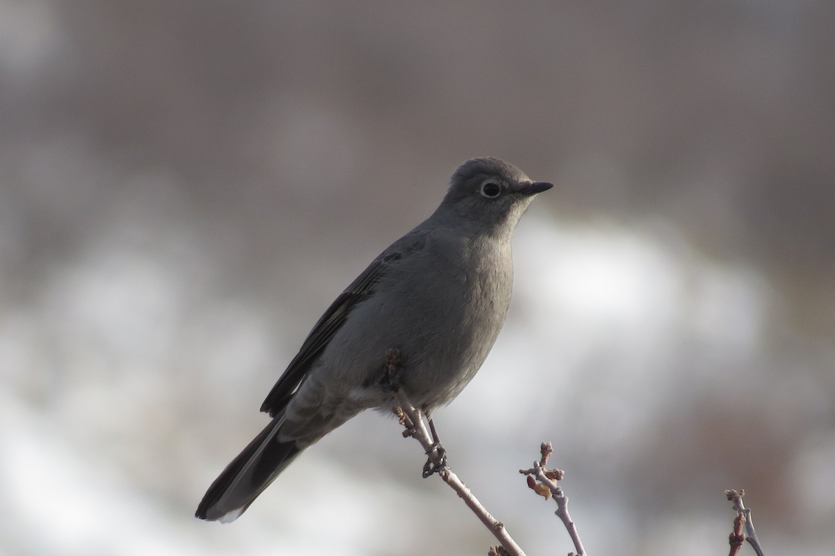 Townsend's Solitaire - ML88713671