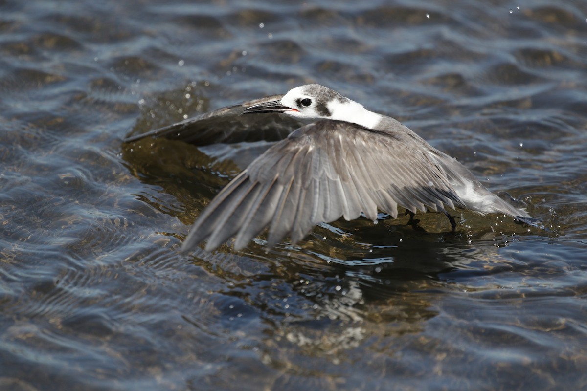 Black Tern - MARN DEB