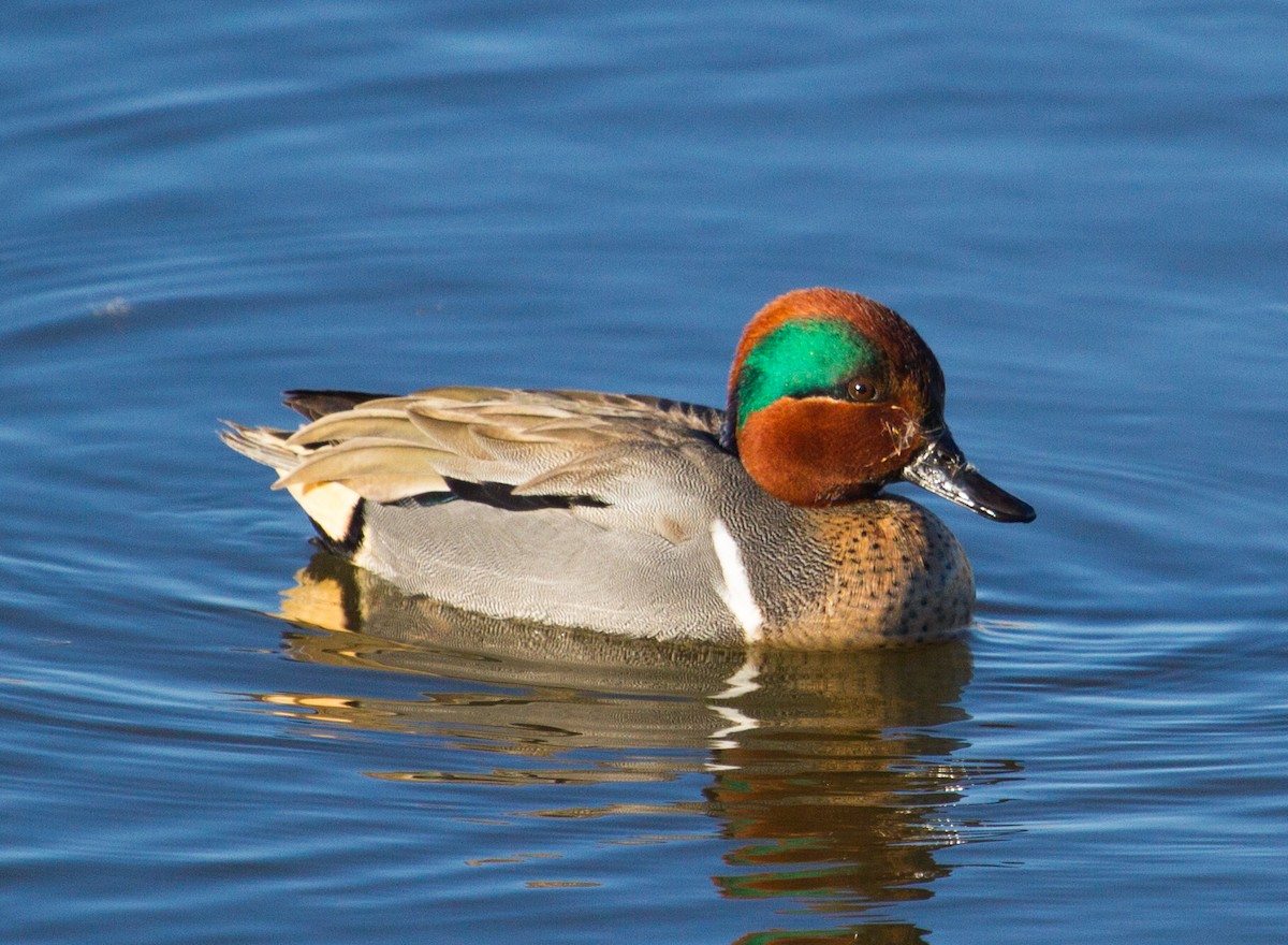 Green-winged Teal - ML88720741