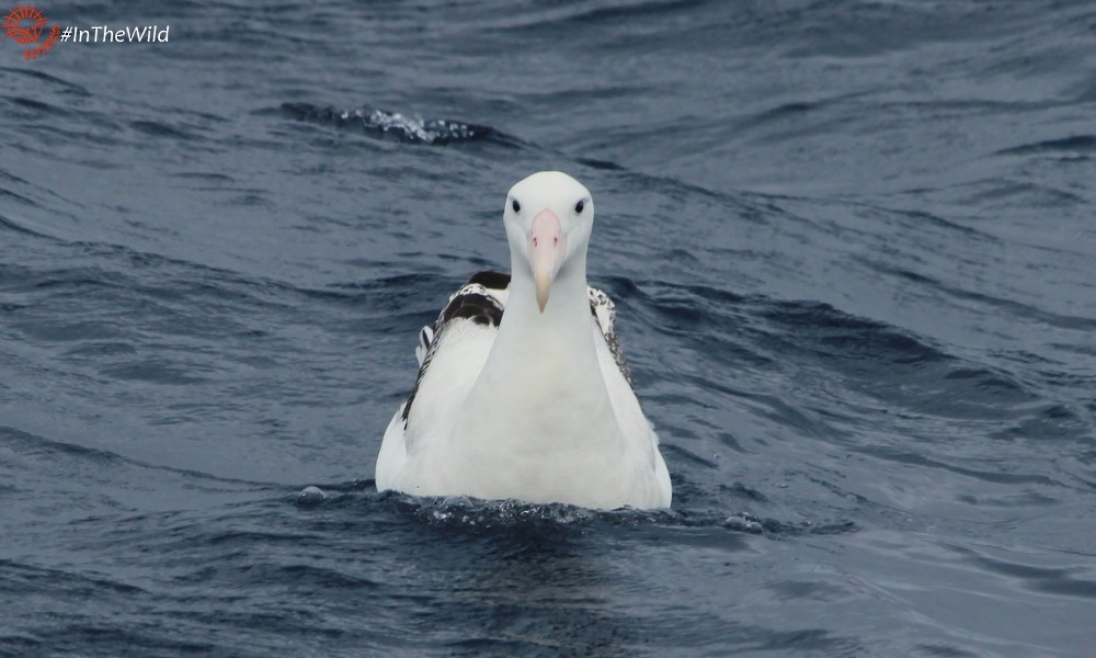 Antipodean Albatross (Gibson's) - Janine Duffy