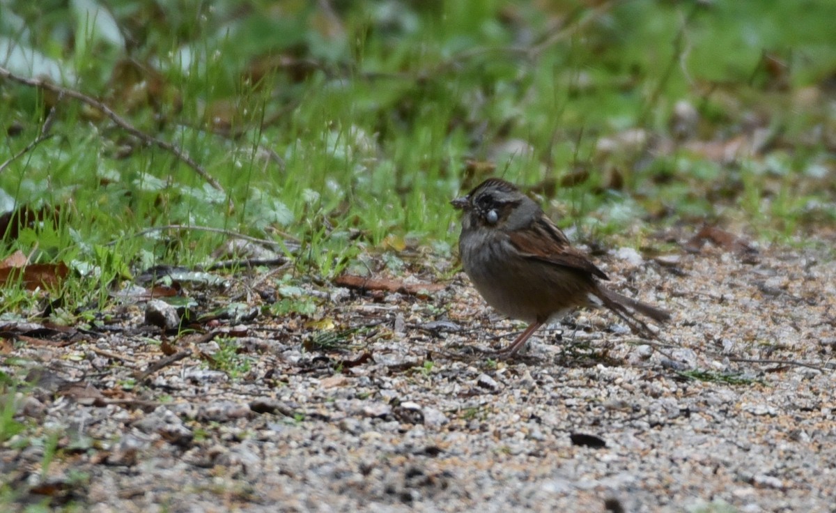 Swamp Sparrow - ML88721561