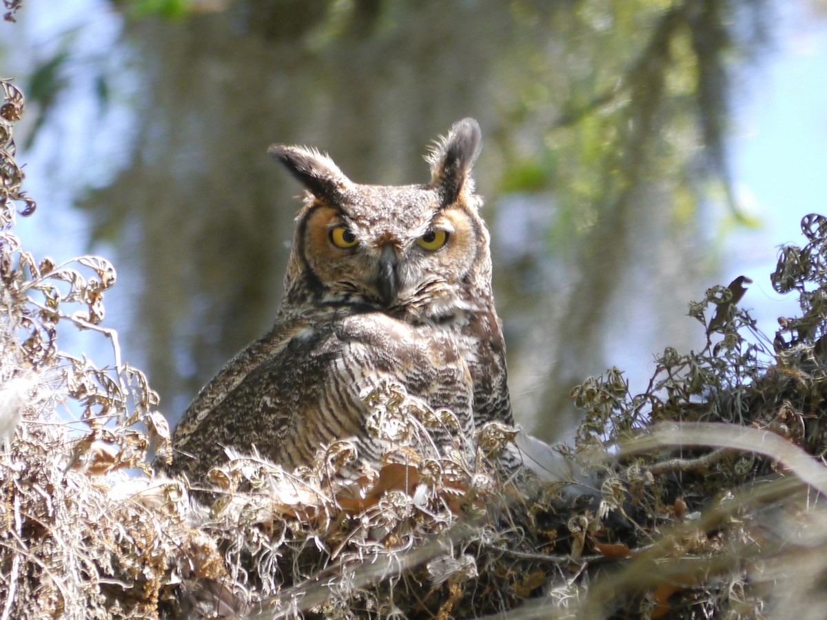 Great Horned Owl - Tom Ostrand