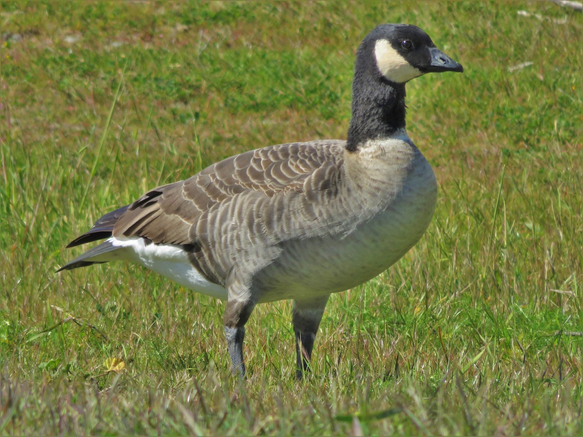 Cackling Goose (Aleutian) - Kent Forward