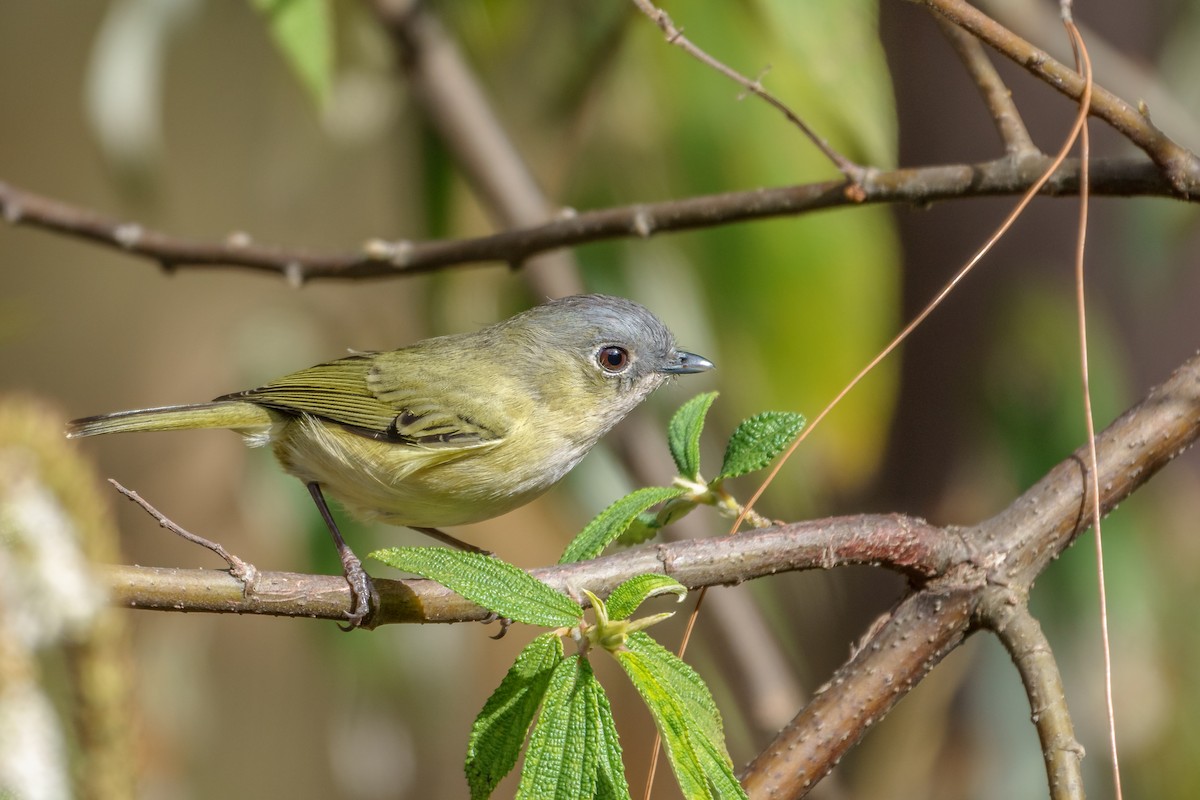 Green Shrike-Babbler - Balaji P B