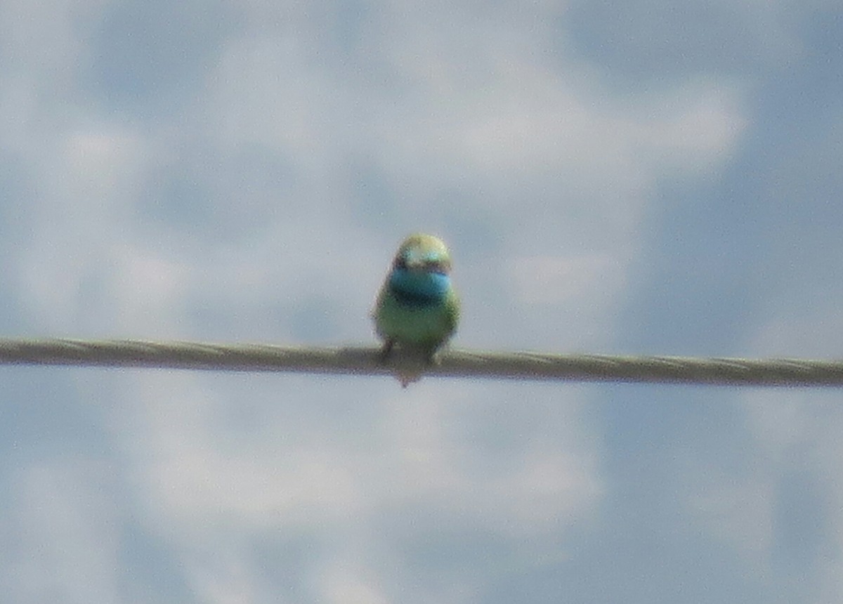 Arabian Green Bee-eater - ML88724971