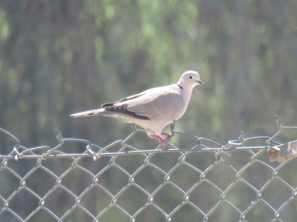 Eurasian Collared-Dove - ML88726861