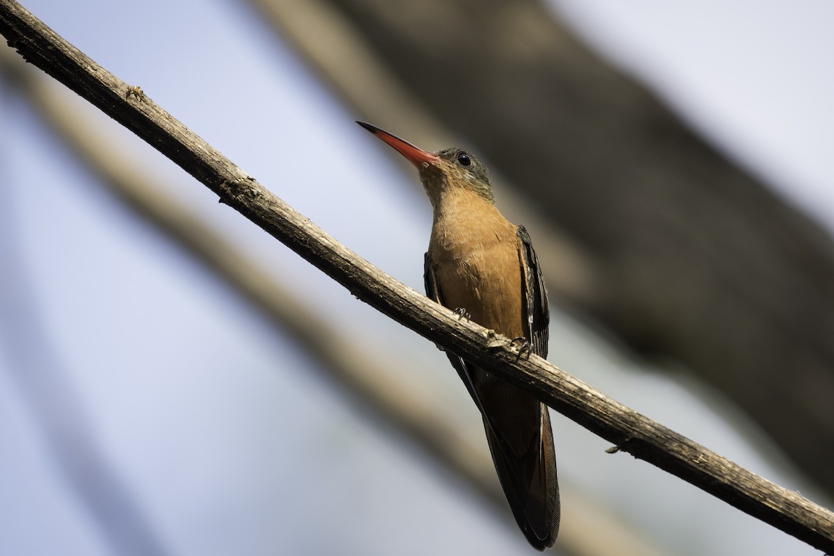 kolibřík ryšavý - ML88727791