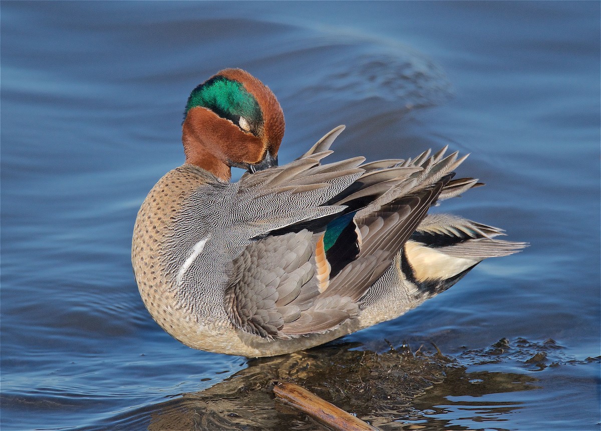 Green-winged Teal - ML88729361